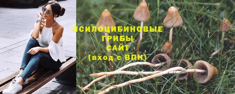 наркота  Волжск  Галлюциногенные грибы Cubensis 